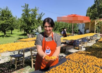 Iğdırlı kadınlar, kayısıyı güneşte kurutup ekonomiye kazandırıyor