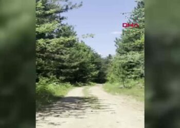 Bozayı ve 3 yavrusu görüntülendi