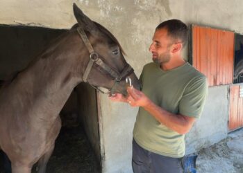 Avcılar’da sokakta dolaşan başıboş atlar çiftlikten kaçmış