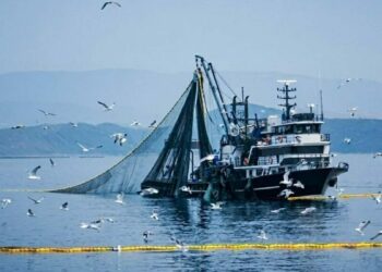 Prof. Dr. Yaşar: Ne kadar çok yağmur yağarsa o yıl o kadar çok balık avı olur