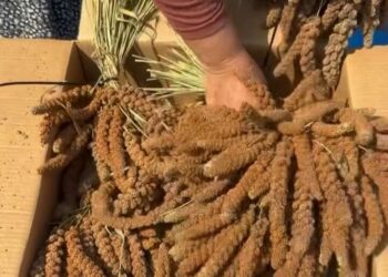 Osmaniye'de kuş yemine yönelik 'dal darı' hasadı başladı; kilosu tarlada 4 dolara ihraç edildi