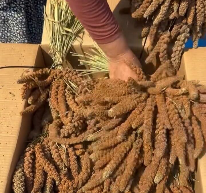 Osmaniye'de kuş yemine yönelik 'dal darı' hasadı başladı; kilosu tarlada 4 dolara ihraç edildi