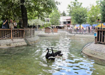 Kuğulu Park’ta 4 yeni yavru kuğu dünyaya geldi