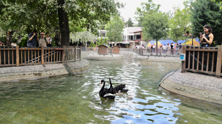 Kuğulu Park’ta 4 yeni yavru kuğu dünyaya geldi