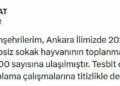 Ankara'da 52 bin sahipsiz sokak hayvanı toplandı