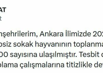 Ankara'da 52 bin sahipsiz sokak hayvanı toplandı