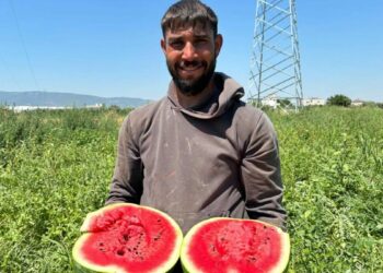 Torbalı'da karpuz hasadı başladı