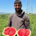 Torbalı'da karpuz hasadı başladı