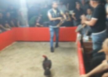 Hayvanları Koruma Derneği kurup horoz dövüştürdüler: 110 kişiye 1,2 milyon lira ceza