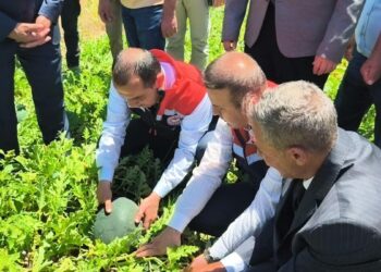 Iğdır’da 7 bin dekar alanda üretilen karpuzda 30 bin ton rekolte beklentisi