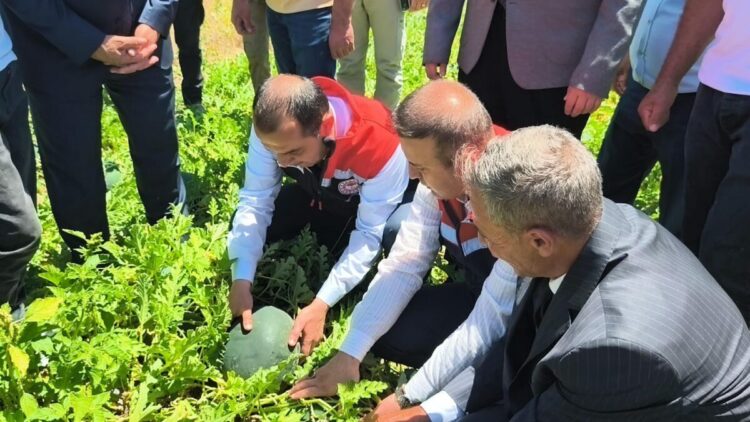 Iğdır’da 7 bin dekar alanda üretilen karpuzda 30 bin ton rekolte beklentisi