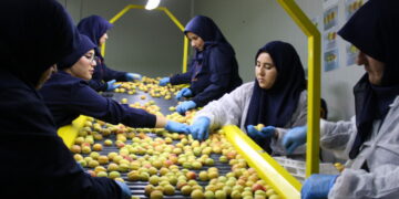 Hasat edilen kayısı Avrupa'ya ihraç ediliyor