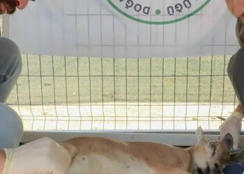 Koruma altındaki yaban keçisini yaralayan avcıya 1,2 milyon lira ceza