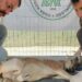 Koruma altındaki yaban keçisini yaralayan avcıya 1,2 milyon lira ceza
