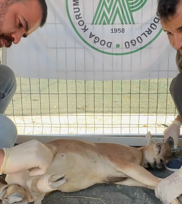 Koruma altındaki yaban keçisini yaralayan avcıya 1,2 milyon lira ceza