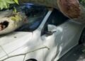 Bakırköy'de asırlık çınar ağacı park halindeki otomobilin üzerine devrildi