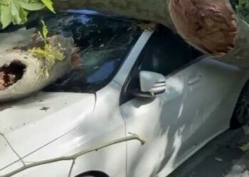 Bakırköy'de asırlık çınar ağacı park halindeki otomobilin üzerine devrildi