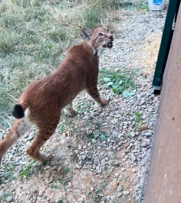Hamzabeyli Sınır Kapısı'nda 2 vaşak ile 2 Serval kedisi ele geçirildi
