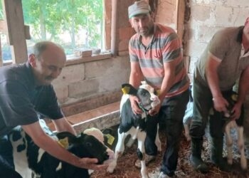 Edirne’de inek, üçüz doğurdu