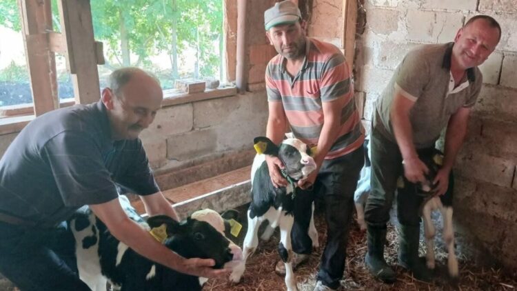 Edirne’de inek, üçüz doğurdu