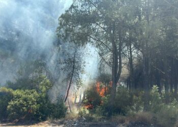 İzmir'in 2 ilçesindeki orman yangınlarına ilişkin 2 gözaltı