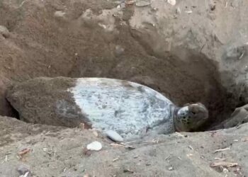 ‘İklim değişikliği, deniz kaplumbağalarının yumurtlama dönemini 2 hafta geciktirdi’