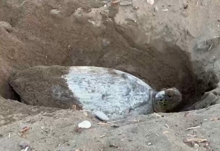 ‘İklim değişikliği, deniz kaplumbağalarının yumurtlama dönemini 2 hafta geciktirdi’