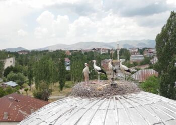 Mevsimler kayınca leylekler geç geldi
