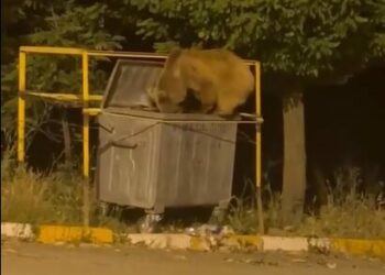 Yiyecek arayan ayı ve yavrusu görüntülendi