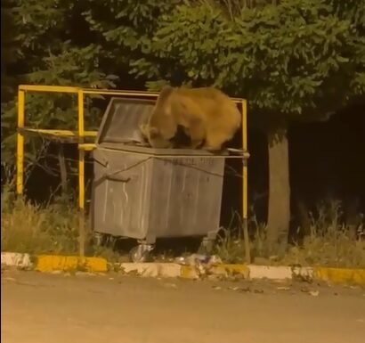 Yiyecek arayan ayı ve yavrusu görüntülendi