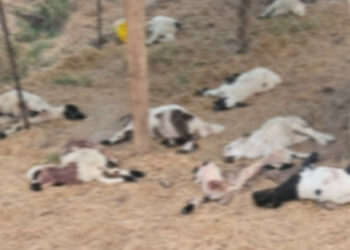 Diyarbakır'da köpeklerin saldırdığı 15 kuzu öldü