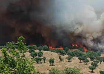 Diyarbakır’da 2 ayda çıkan yangınlarda 100 bin hektar alan zarar gördü