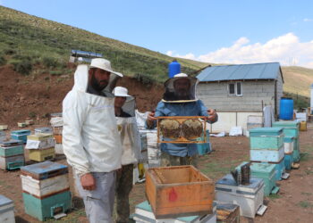 Coğrafi işaretli Bingöl balında hasat zamanı