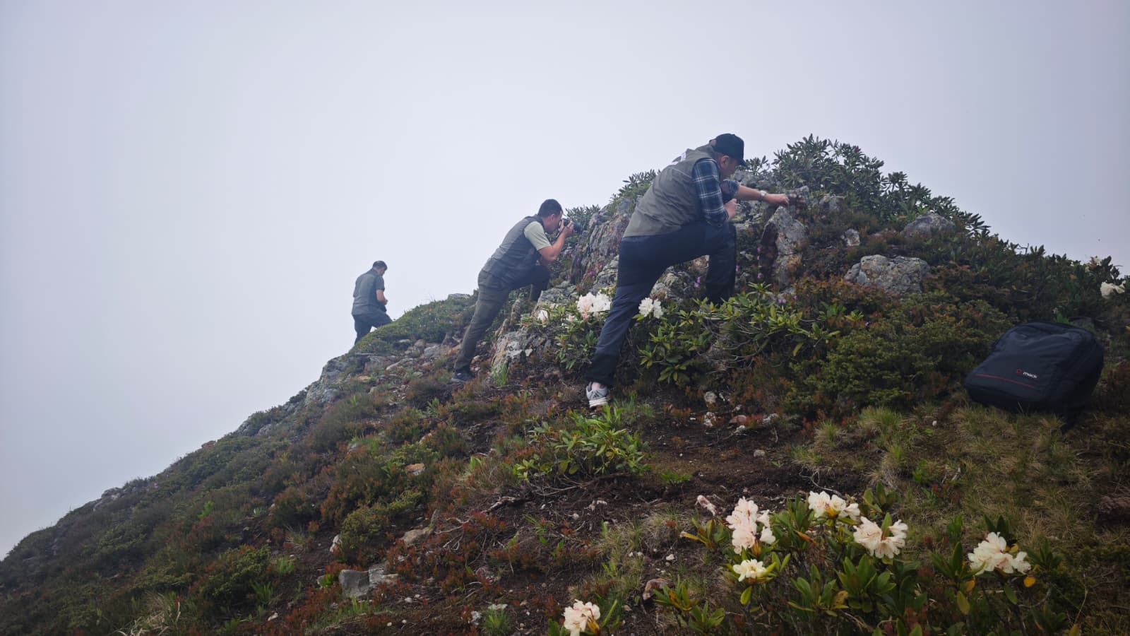 Artvin'in endemik güzelliği dağ gülü, Tiryal Dağı'nda çiçek açtı