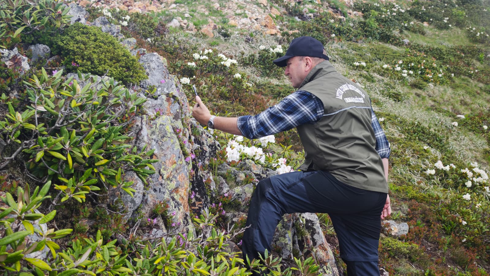 Artvin'in endemik güzelliği dağ gülü, Tiryal Dağı'nda çiçek açtı