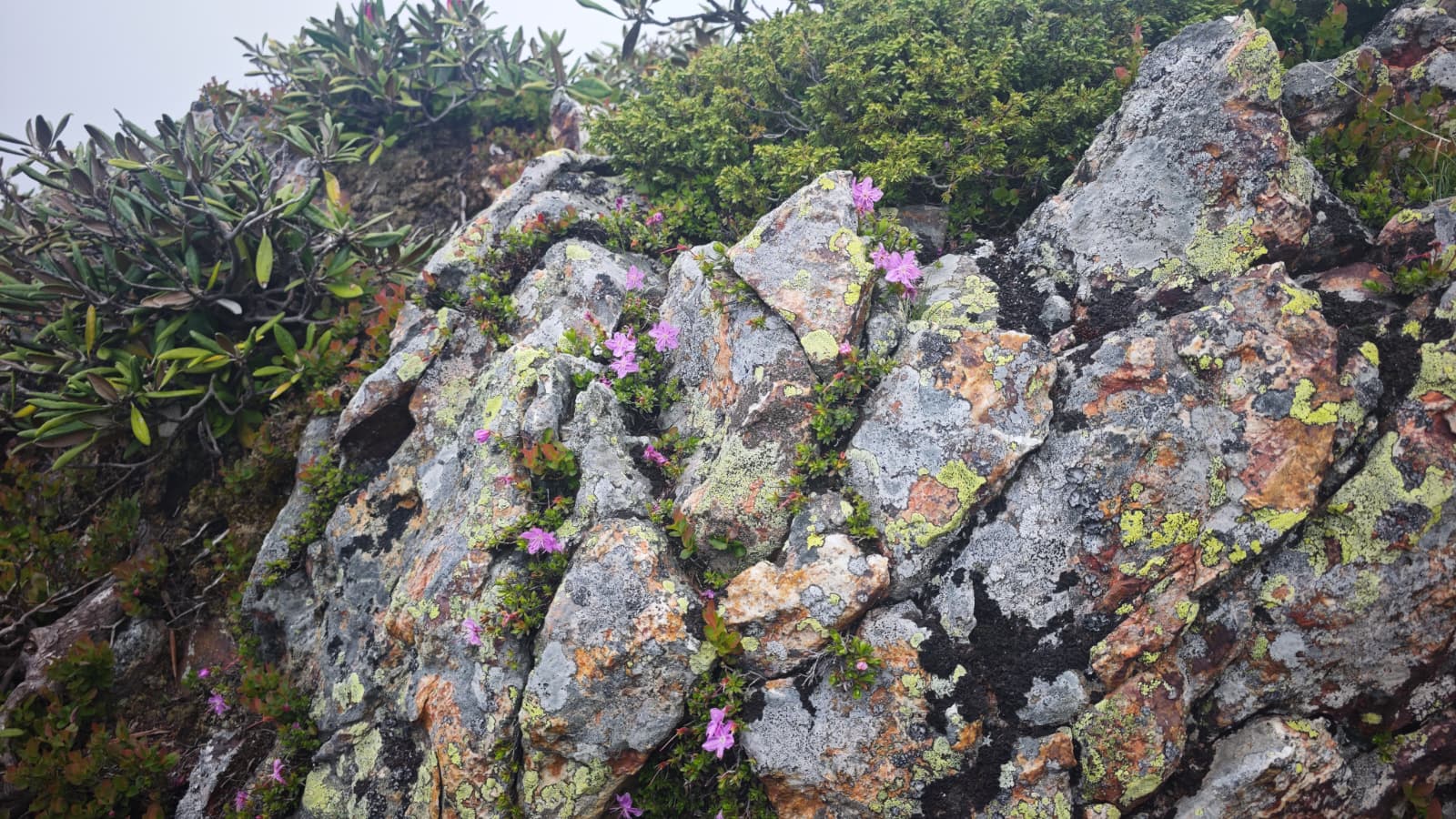 Artvin'in endemik güzelliği dağ gülü, Tiryal Dağı'nda çiçek açtı