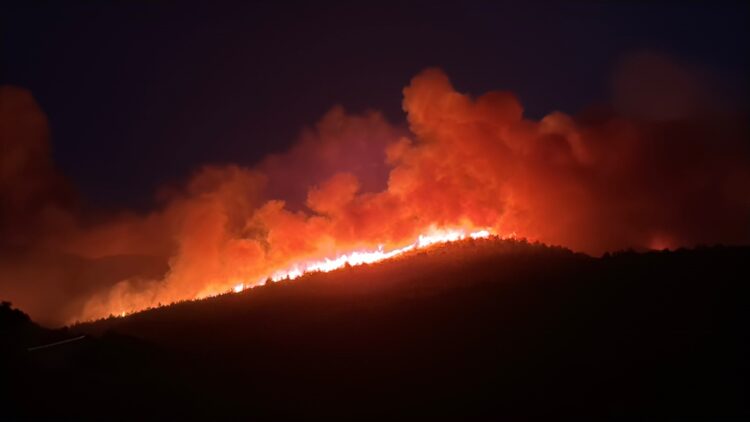 Muğla'da orman yangını