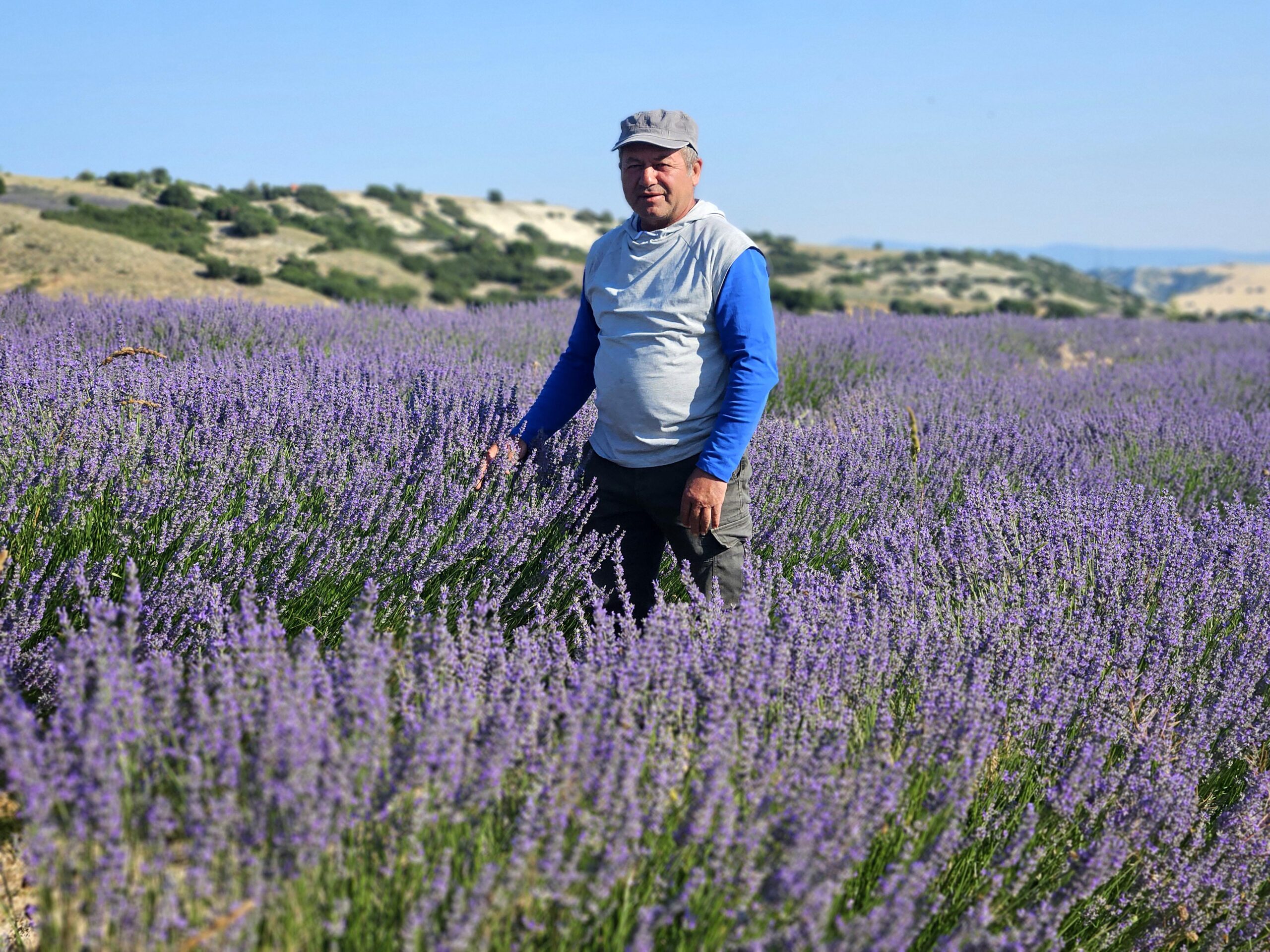 Burdur'da lavanta zamanı