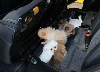 Kapıkule'de 'Pomeranian' cinsi 5 köpek yavrusu ele geçirildi