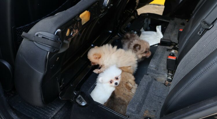 Kapıkule'de 'Pomeranian' cinsi 5 köpek yavrusu ele geçirildi