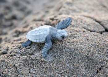 Akdeniz'de yavru caretta heyecanı