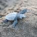 Akdeniz'de yavru caretta heyecanı