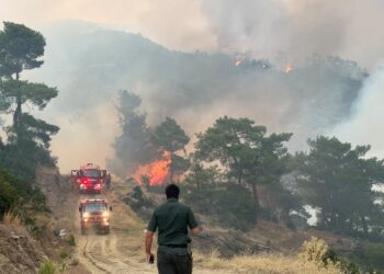 Aydın'daki orman yangınına havadan müdahale yeniden başladı