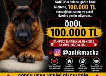 25 gündür kayıp olan köpek 'Santos'u bulana 100 bin lira ödül