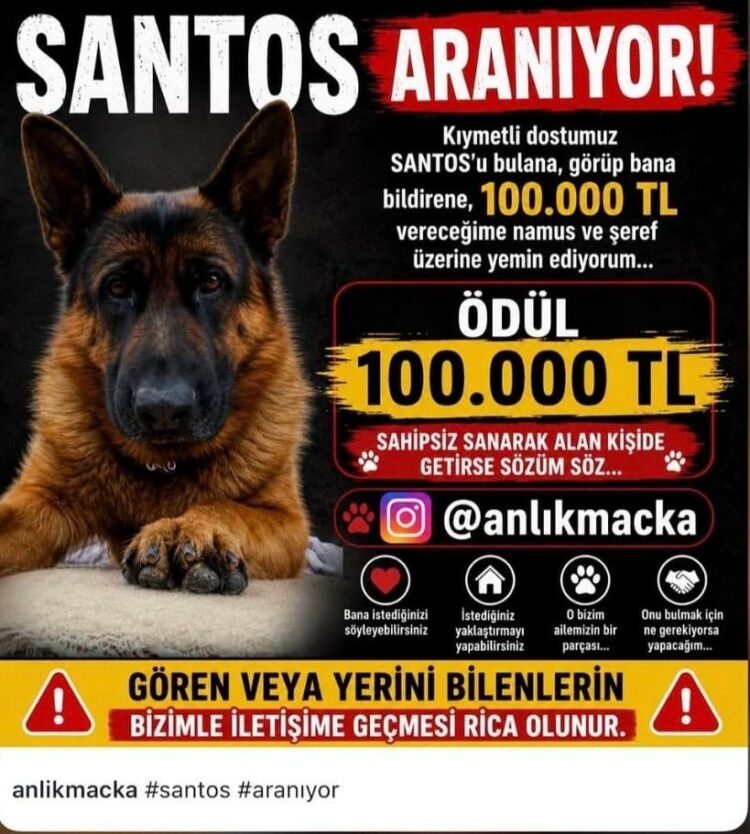 25 gündür kayıp olan köpek 'Santos'u bulana 100 bin lira ödül