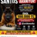 25 gündür kayıp olan köpek 'Santos'u bulana 100 bin lira ödül