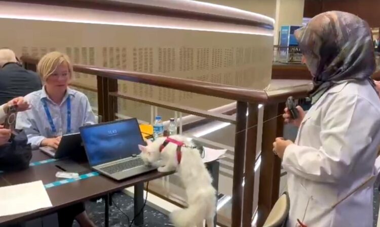 Ankara kedisi 'Lokum', yabancı basın mensuplarının ilgi odağı oldu