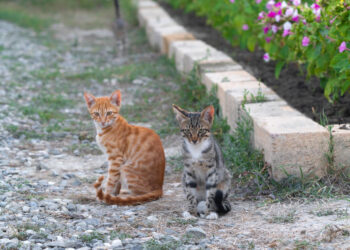 Kaybolan maviliği bekleyen iki kedi