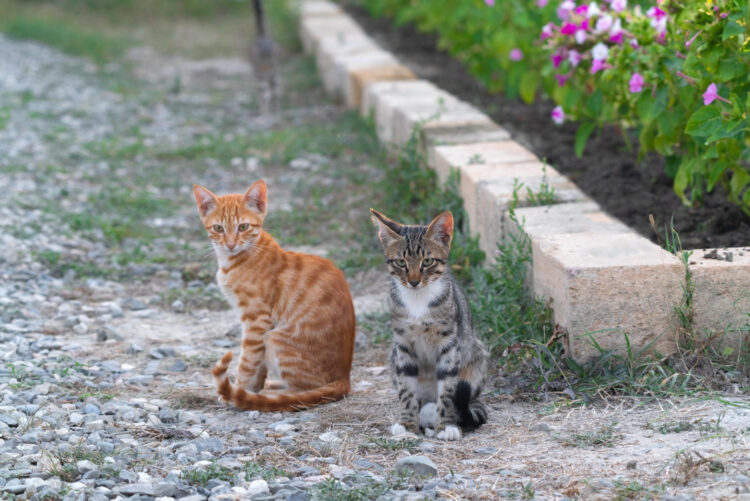 Kaybolan maviliği bekleyen iki kedi
