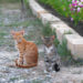 Kaybolan maviliği bekleyen iki kedi